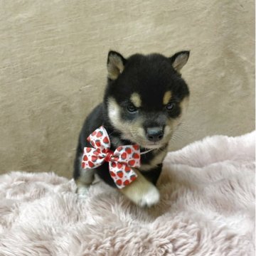 柴犬(豆柴)【宮城県・女の子・2025年8月3日・黒】の写真「可愛さ爆発！豆柴の赤ちゃん」