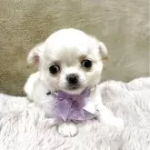 チワワ(ロング)