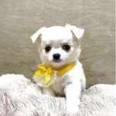 チワワ(ロング)