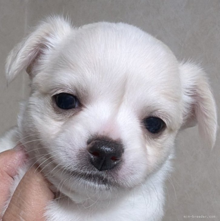 ブリーダー画像