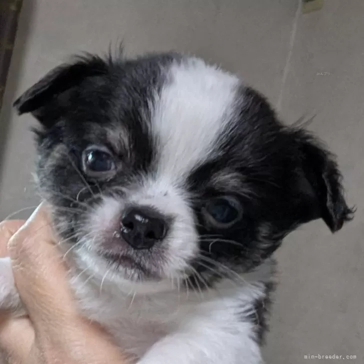ID：2501-05321の子犬
