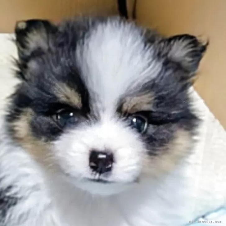 a.t99 様のお迎えした子犬