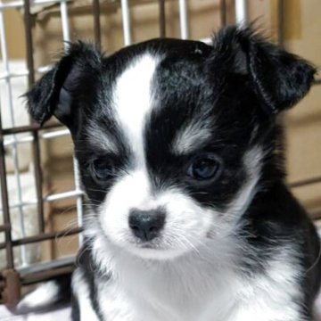 チワワ(ロング)【静岡県・女の子・2025年9月22日・ブラック ホワイト&タン】の写真「お顔のが印象的な女の子
掲載は11/15迄」