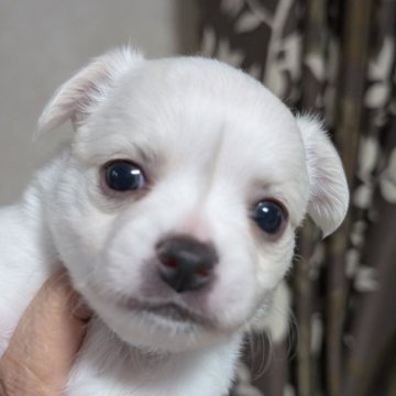 チワワ(ロング)【静岡県・男の子・2025年9月22日・クリーム ホワイト】の写真「チャーミングなつむじ君」