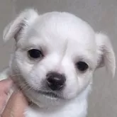 チワワ(ロング)【静岡県・男の子・2025年9月22日・クリーム ホワイト】の写真1