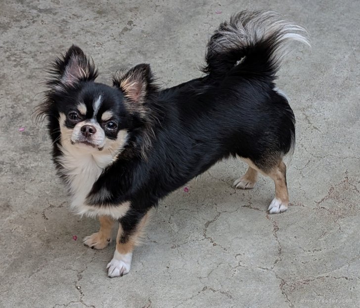 チワワ(ロング)【・男の子・2024年2月6日・ブラック クリーム&amp;ホワイト】