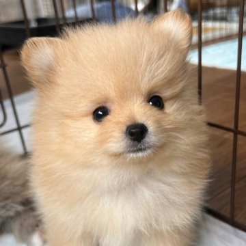 ポメラニアン【静岡県・女の子・2024年4月5日・クリーム】の写真「ママ似の可愛いクリームちゃん　掲載は5/31まで」