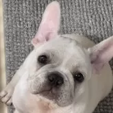 フレンチブルドッグ