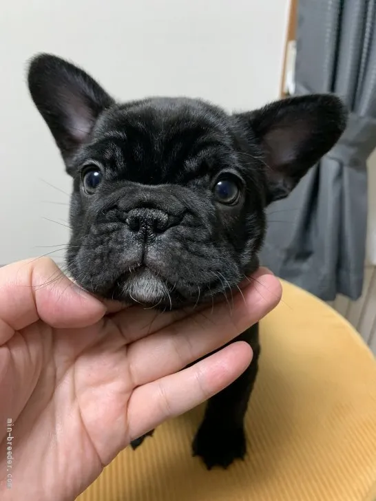 ID:2202-03141の子犬