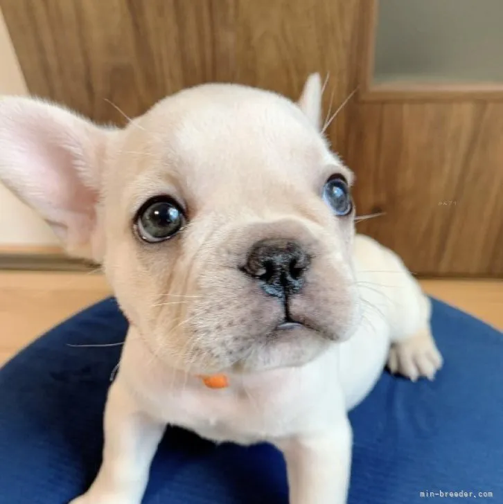 ID:2309-04077の子犬