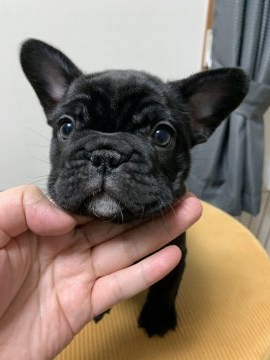 フレンチブルドッグ【兵庫県・女の子・2021年12月29日・ブリンドル】の写真「真っ黒ツヤツヤで、骨量もしっかりのムチムチボディー」
