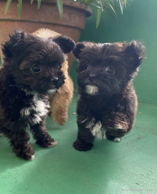 池原　安子(いけはら　やすこ)ブリーダー(沖縄県・トイプードルなど・JKC登録)の紹介写真3