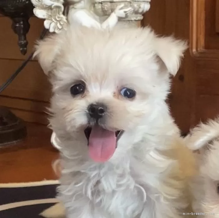 マルチーズ【沖縄県・男の子・2025年6月1日・ホワイト】の写真1