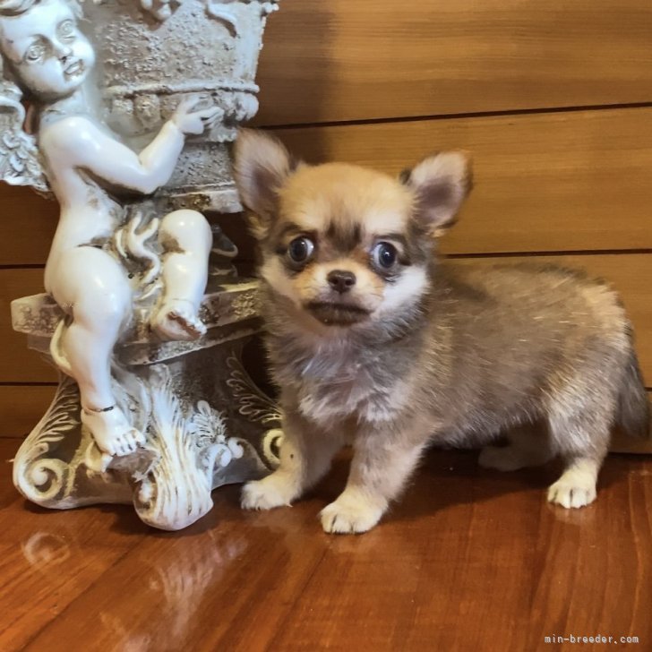 ブリーダー画像