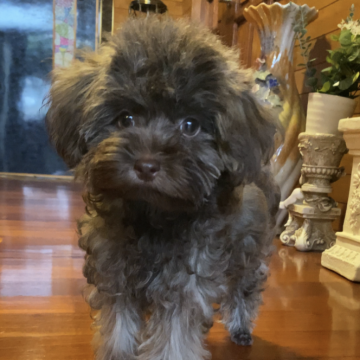 マルプー(トイプードル×マルチーズ)【沖縄県・男の子・2025年7月13日・ブラウン】の写真「ブラウンマルプー　イケメン君
おっとりタイプ」