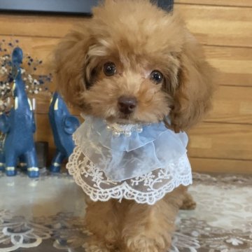 トイプードル(ティーカップ)【沖縄県・女の子・2025年6月10日・レッド】の写真「小ぶりの可愛い子犬😍」