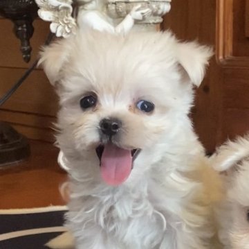 マルチーズ【沖縄県・男の子・2025年6月1日・ホワイト】の写真「お目目クリッ💗小ぶりで癒し犬」