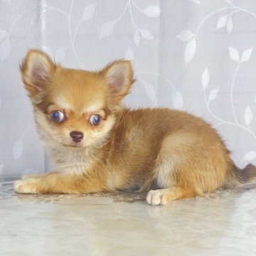 チワワ(ロング)【沖縄県・女の子・2025年9月1日・セーブル】の写真「コロンと可愛い子💕」