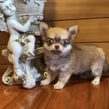 チワワ(ロング)【沖縄県・女の子・2025年9月1日・セーブル】の写真「コロンと可愛い子💕」