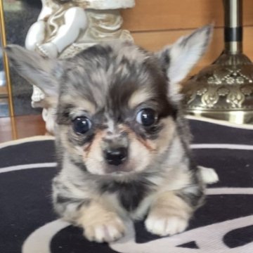 チワワ(ロング)【沖縄県・女の子・2025年5月15日・ブラックタン&ホワイト】の写真「レアカラー❣️お顔も可愛く大人しいよ」