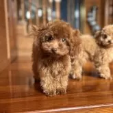 ティーカッププードル