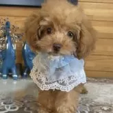 ティーカッププードル