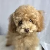 ティーカッププードル