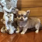 チワワ(ロング)【沖縄県・女の子・2025年9月1日・セーブル】の写真1