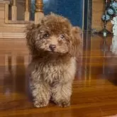 ティーカッププードル【沖縄県・男の子・2025年6月10日・レッド】の写真2