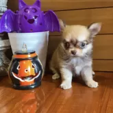 チワワ(ロング)【沖縄県・女の子・2025年9月1日・セーブル】の写真2