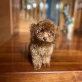 ティーカッププードル【沖縄県・男の子・2025年6月10日・レッド】の写真3