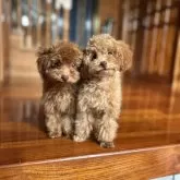 ティーカッププードル【沖縄県・男の子・2025年6月10日・レッド】の写真4「写真左側。仲良し兄弟💗」