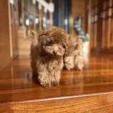 ティーカッププードル【沖縄県・男の子・2025年6月10日・レッド】の写真5