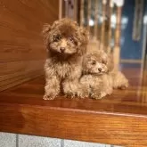 ティーカッププードル【沖縄県・男の子・2025年6月10日・レッド】の写真6「仲良し兄弟❣️写真左側」