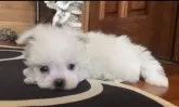マルチーズ【沖縄県・男の子・2025年6月1日・ホワイト】の写真7