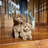 ティーカッププードル【沖縄県・男の子・2025年6月10日・レッド】の写真8「左側」