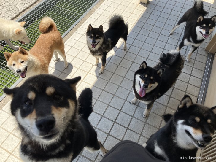 平井　貴大(ひらい　たかひろ)ブリーダー(三重県・柴犬など・JKC/日本犬保存会/KC登録)の紹介写真8