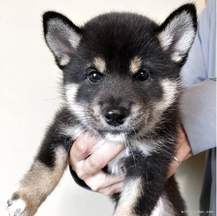 M.K 様のお迎えした子犬