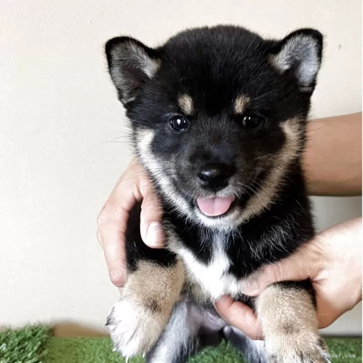 ID:2507-00261の子犬