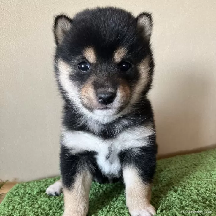 HS 様のお迎えした子犬