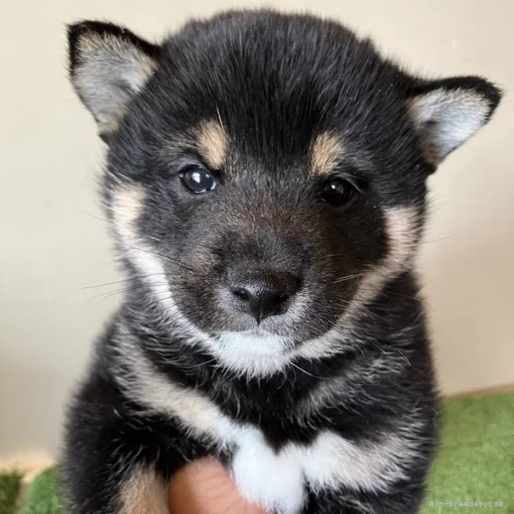 ID:2412-04343の子犬