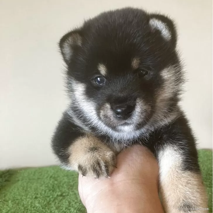 ID:2504-00775の子犬
