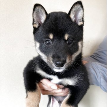 柴犬(豆柴)【三重県・男の子・2025年9月14日・黒色】の写真「元気で可愛らしい男の子です。」