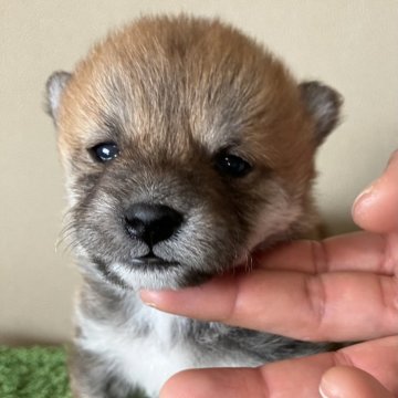 柴犬(豆柴)【三重県・女の子・2025年1月2日・赤色】の写真「小柄でふわふわの女の子です。」