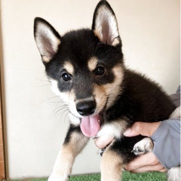 柴犬(豆柴)【三重県・男の子・2025年6月22日・黒色】の写真「小柄で元気な男の子になります。」