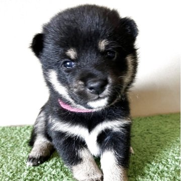 柴犬(豆柴)【三重県・女の子・2025年9月14日・黒色】の写真「小柄で可愛らしい顔立ちの女の子です。」