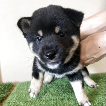 柴犬(豆柴)【三重県・男の子・2025年6月13日・黒色】の写真「ムチコロでシャープな顔立ちの男の子です。」
