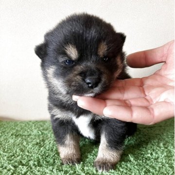 柴犬(豆柴)【三重県・女の子・2026年1月2日・黒色】の写真「ムチムチふわふわの可愛らしい女の子です。」