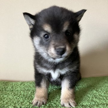 柴犬(豆柴)【三重県・女の子・2025年1月2日・黒色】の写真「ふわふわで穏やかな女の子です。」