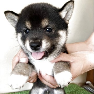 柴犬(豆柴)【三重県・男の子・2025年6月22日・黒色】の写真「おっとり小柄の優しい男の子です。」